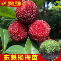惠州东魁杨梅苗，惠州杨梅苗，惠州果苗 