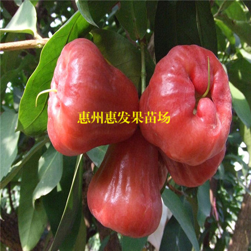河源黑珍珠莲雾苗，河源莲雾苗，河源果苗 