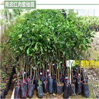 深圳四季青皮红心柚子苗，东莞四季青皮红心柚子苗 
