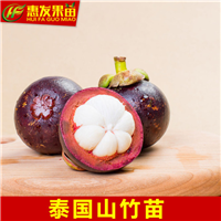 泰国山竹苗，惠州山竹苗，东莞山竹苗 