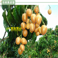 广州鸡心黄皮苗，深圳鸡心黄皮苗，黄皮苗 