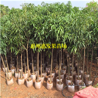 湖南台农一号芒果苗，湖南芒果苗价格，湖南芒果苗 