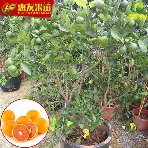 广东红心橙苗，惠州红心橙苗，东莞红心橙苗 