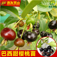 湖南巴西甜樱桃苗，湖南樱桃苗，湖南果树苗 