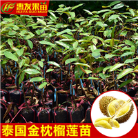 广东泰国金枕榴莲蜜苗，惠州泰国金枕榴莲蜜苗 