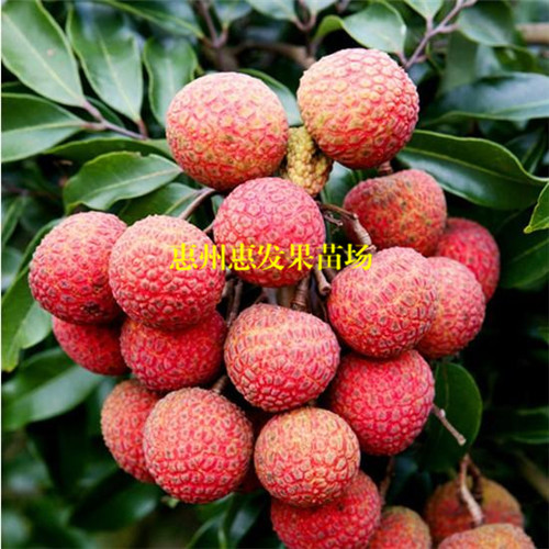 广州糯米糍荔枝苗，广州荔枝苗，广州果苗 
