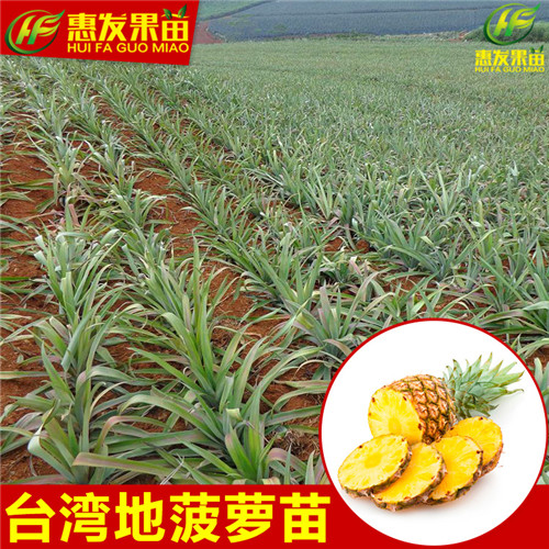惠州地菠萝苗价格，惠地菠萝苗，惠州果苗 