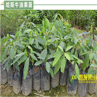 广东哈斯牛油果苗，惠州牛油果苗，惠州果苗 