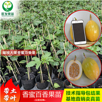 广西香蜜百香果种植