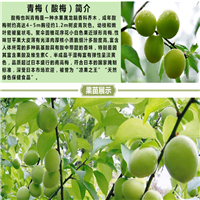 惠城区青梅苗，惠州青梅苗，惠州果树苗 