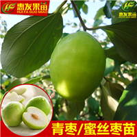 顺德台湾青枣苗，顺德青枣苗，顺德果树苗 