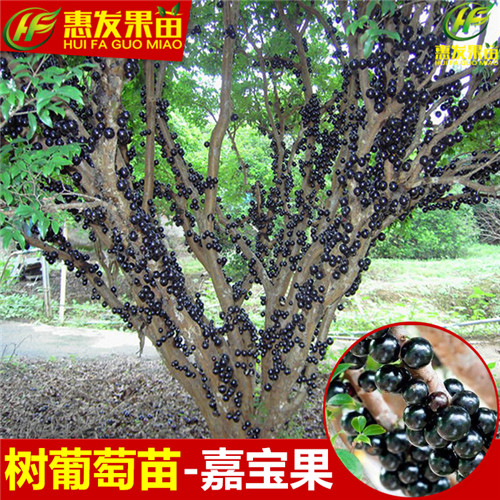 湖南树葡萄苗基地，湖南树葡萄苗，湖南果树苗 