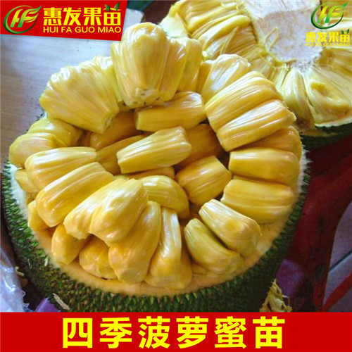 深圳四季菠萝蜜苗，深圳菠萝蜜苗，深圳果苗 