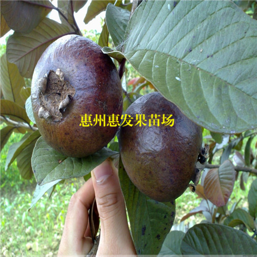 湖南紫色番石榴苗，湖南番石榴苗，湖南果树苗 