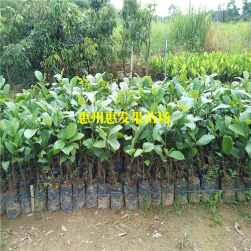 湛江榴莲菠萝蜜苗，湛江菠萝蜜苗，湛江果苗 