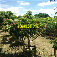 广东三月红荔枝苗，广东荔枝苗，广东果树苗 