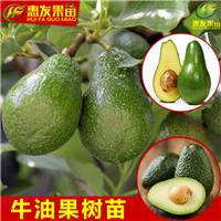湖南桂垦牛油果苗，湖南牛油果苗，湖南果苗 