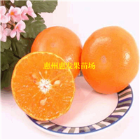广东茂谷柑苗，东莞茂谷柑苗，广州茂谷柑苗 