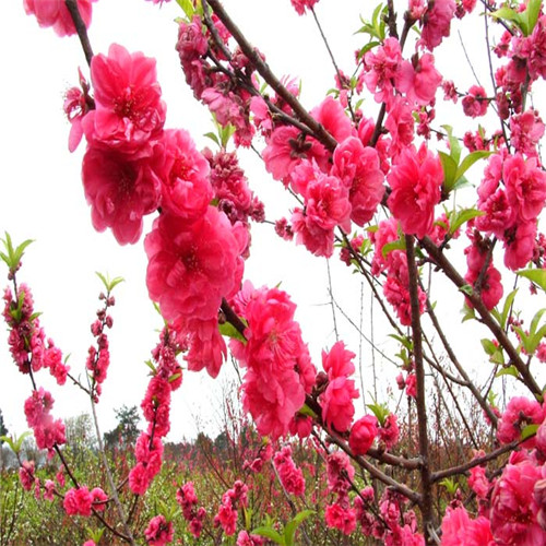 广东桃花苗基地，惠州桃花苗，批发桃花苗 