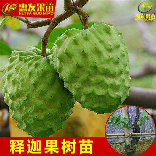 湖南凤梨释迦苗，湖南番鬼荔枝苗，湖南果苗 