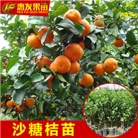 惠城区沙糖桔苗，惠州沙糖桔苗，惠州果苗 