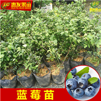 东莞蓝莓苗，深圳蓝莓苗，广州蓝莓苗批发 