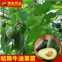 湖南哈斯牛油果苗价格，湖南牛油果苗批发 