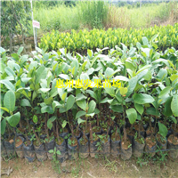广东榴莲菠萝蜜苗，广东菠萝蜜苗，广东果苗 