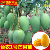深圳台农一号芒果苗，深圳芒果苗价格，深圳芒果苗 