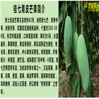 湛江桂七芒果苗，湛江芒果苗，湛江果树苗 