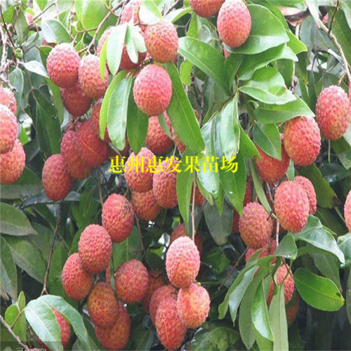 惠州桂味荔枝苗，深圳桂味荔枝苗，广东果苗 