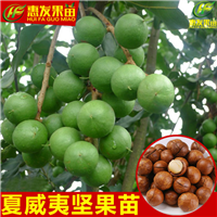 湖南澳洲坚果苗价格，湖南澳洲坚果苗批发 