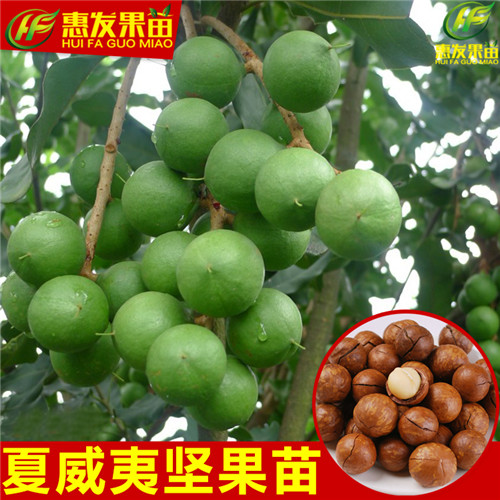 湖南澳洲坚果苗价格，湖南澳洲坚果苗批发 