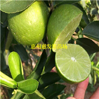 台湾无核青柠檬苗，湖南无核青柠檬苗，湖南柠檬果树苗 