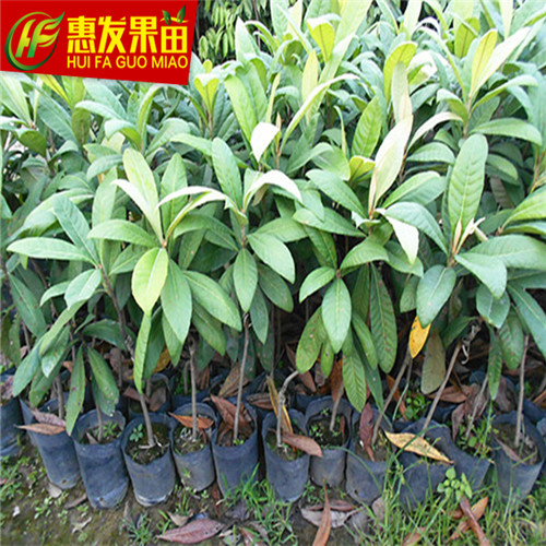 广州早钟6号枇杷苗，广州枇杷苗，广州果苗 