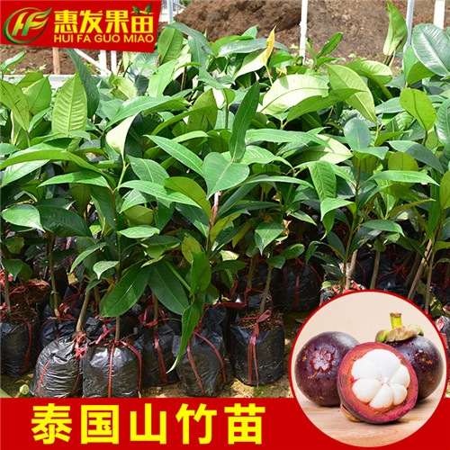 泰国山竹苗，湖南山竹苗，湖南果树苗 