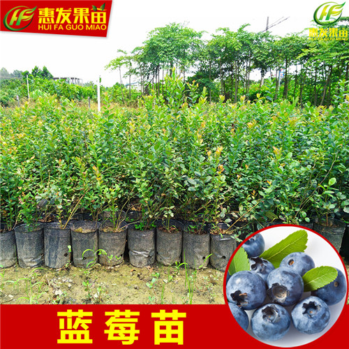 广东果苗场，广东蓝莓苗，惠州蓝莓苗 