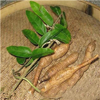 牛大力苗又称大力薯，广东牛大力苗批发 