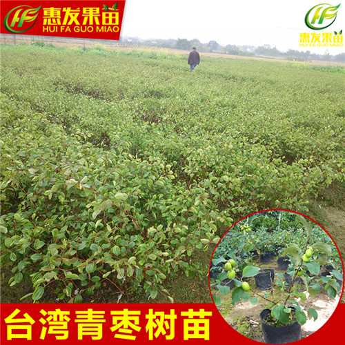 湖南台湾青枣苗，湖南青枣苗，湖南果树苗 