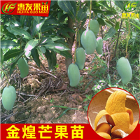 湛江金煌芒果苗，湛江芒果苗，湛江果苗 