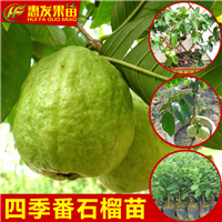 四季珍珠番石榴苗，珍珠番石榴苗，台湾珍珠番石榴 