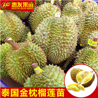 东莞泰国金枕榴莲蜜苗，深圳泰国金枕榴莲蜜苗 