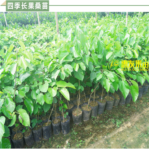 广州四季长果桑苗，广州台湾果桑苗，广州果桑苗 