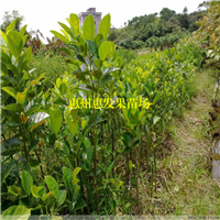 湖南海南菠萝蜜苗，湖南菠萝蜜苗批发 