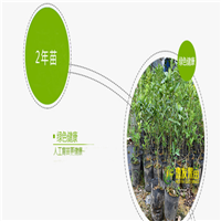 广州四季金桔苗，广州金桔苗，广州果树苗 