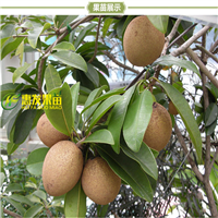 河源人心果苗，东莞人心果苗，广州人心果苗 