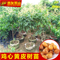 广东鸡心黄皮苗基地，广东鸡心黄皮苗批发 