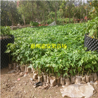 夏威夷木瓜苗，水果木瓜苗，木瓜苗 