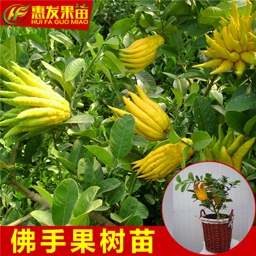 惠城区佛手苗，惠州佛手苗，广东佛手苗 