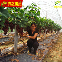 惠州果苗基地\惠州夏黑葡萄苗\批发夏黑葡萄苗 